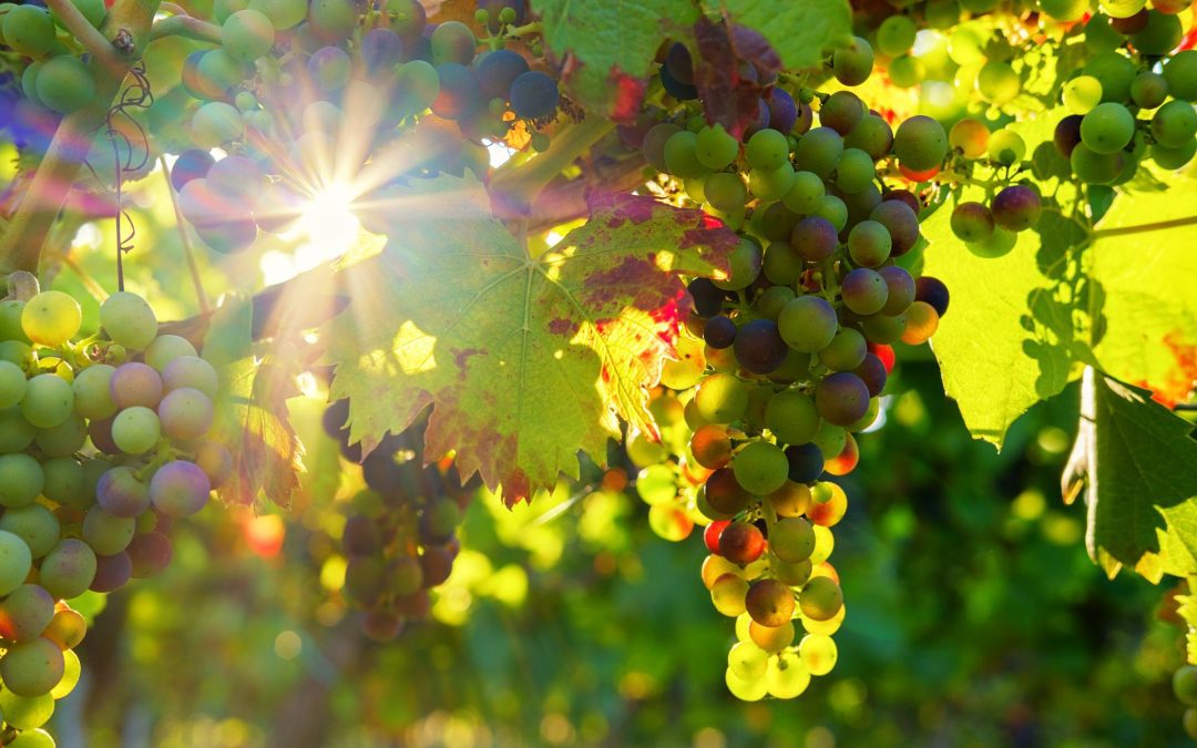 Grapes image